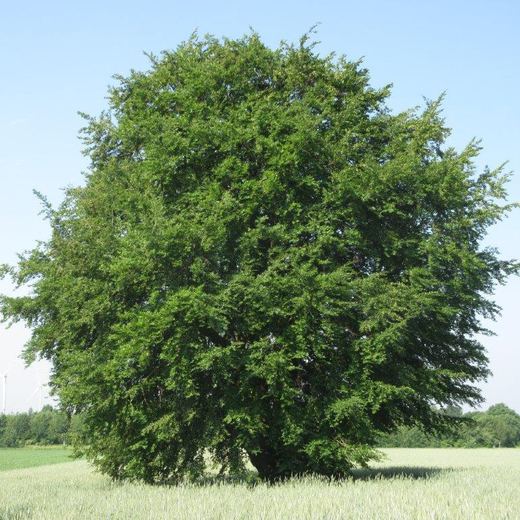 Derselbe Baum im Frühling