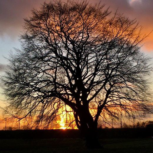 Derselbe Baum im Herbst, kahl vor Abendhimmel