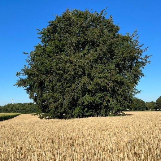 Derselbe Baum im Sommer