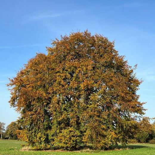 Derselbe Baum im Spätsommer