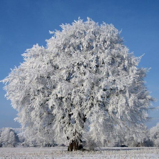 Derselbe Baum im Winter, mit Raureif